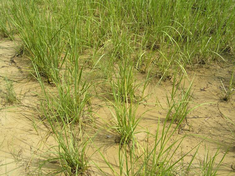 Example of wetlands that need to be restored.