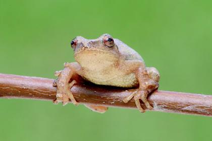 Spring Peeper