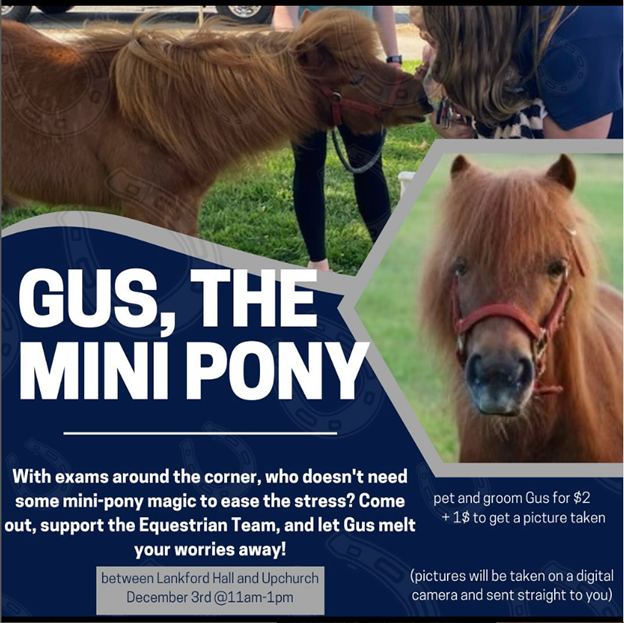 Gus the mini pony